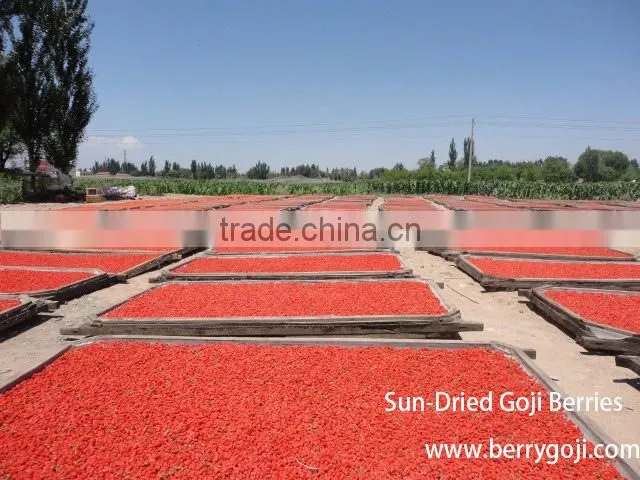 Goji fruit/Ningxia goji berry