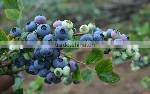 Blueberry extract anthocyanidins