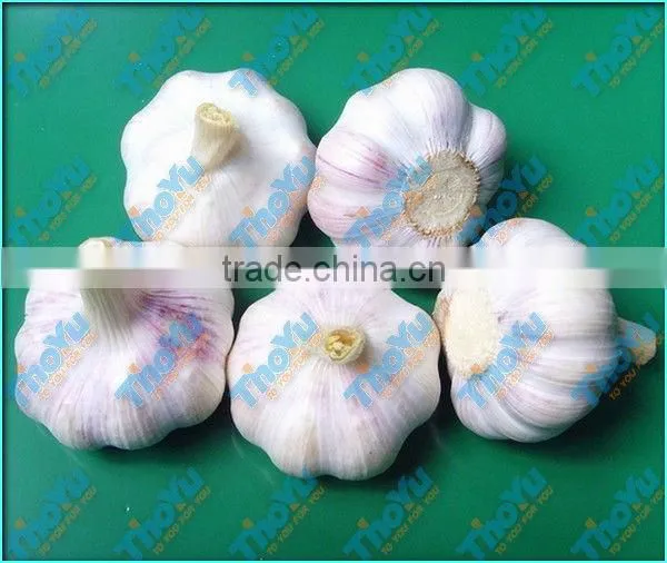 Automatic fresh garlic stem and root cutting machine(0086-15903675071)