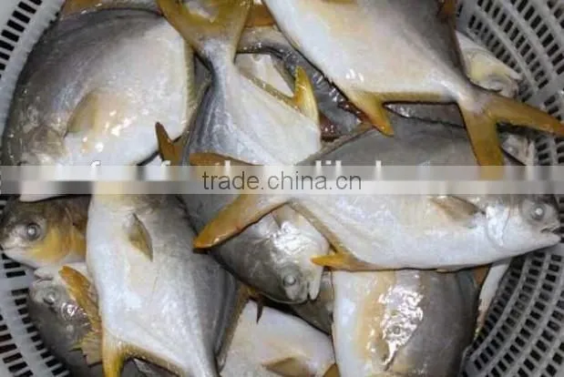 High Quality Frozen Golden Pomfret Fish