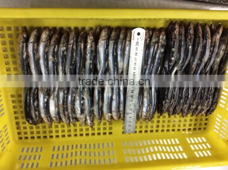 New landing sea frozen anchovy