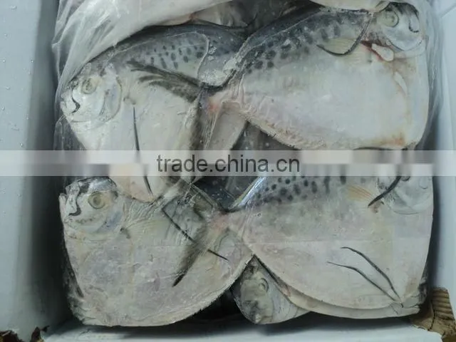 FROZEN MOONFISH