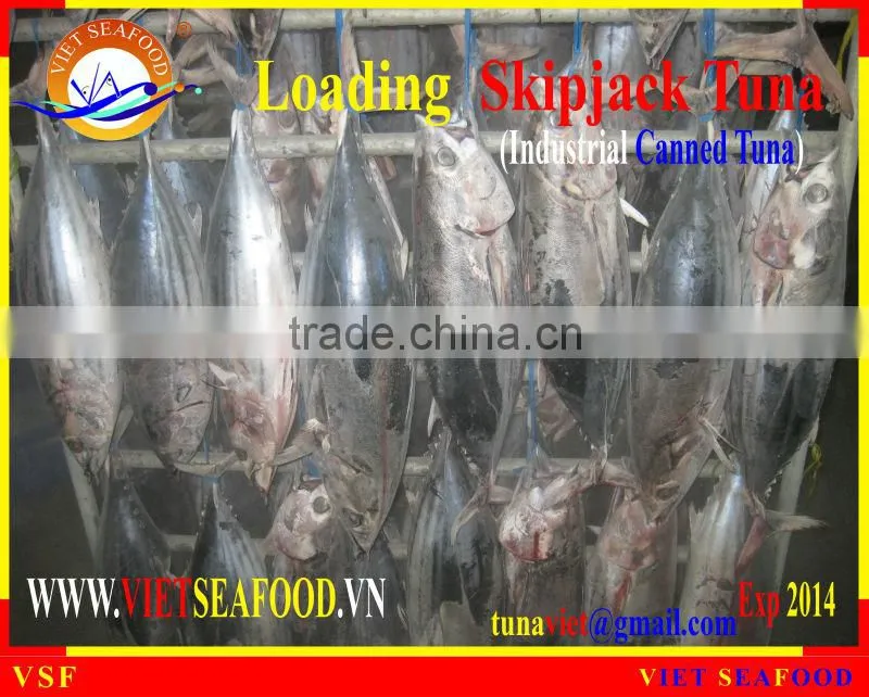 LOADING FROZEN SKIPJACK TUNA W/R