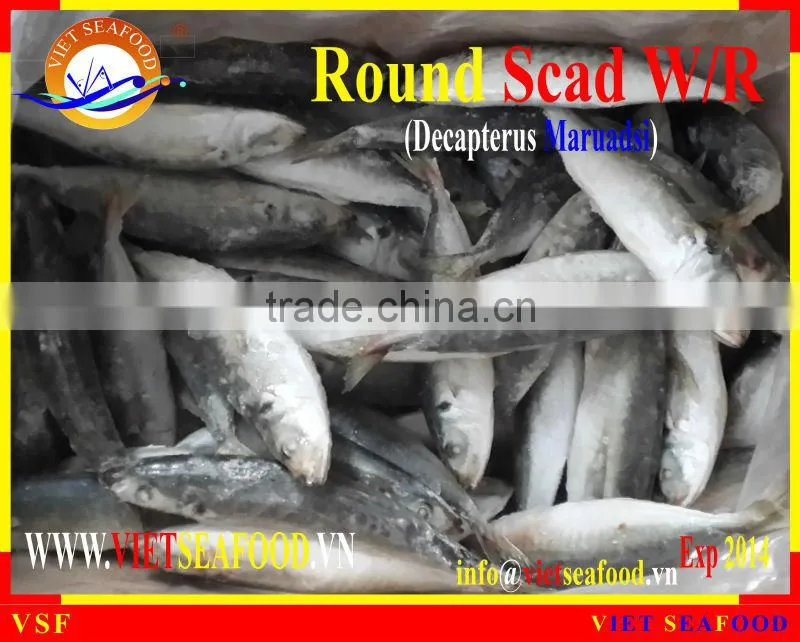 FROZEN ROUND SCAD WHOLE ROUND