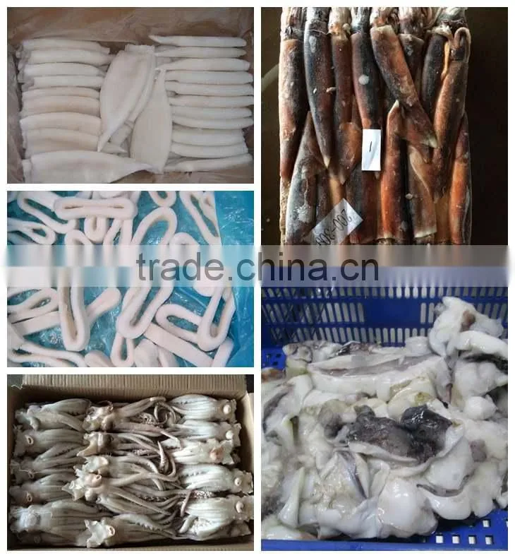Frozen Whole Round Loligo Squid
