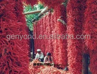 Best Selling Red Chilli Drying Machine /fruit Drying Machine