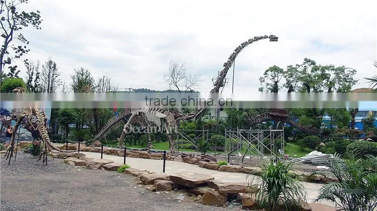 Museum Product Long Neck Dinosaur Skeleton