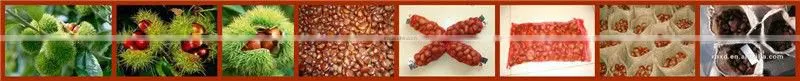 Good reputation of Chinese Fresh Chestnut in shell.