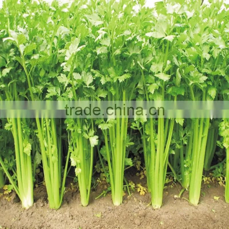 CELERY SEED OIL
