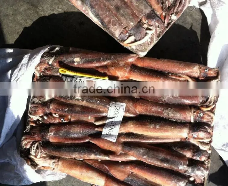 200-300g Whole Round Frozen Illex Squid