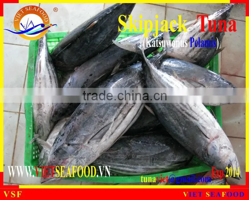 FROZEN SKIPJACK TUNA WHOLE ROUND