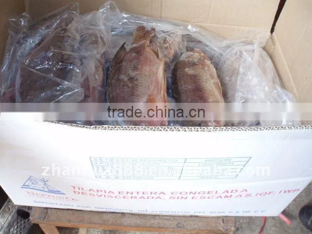 Frozen tilapia whole fish price GS