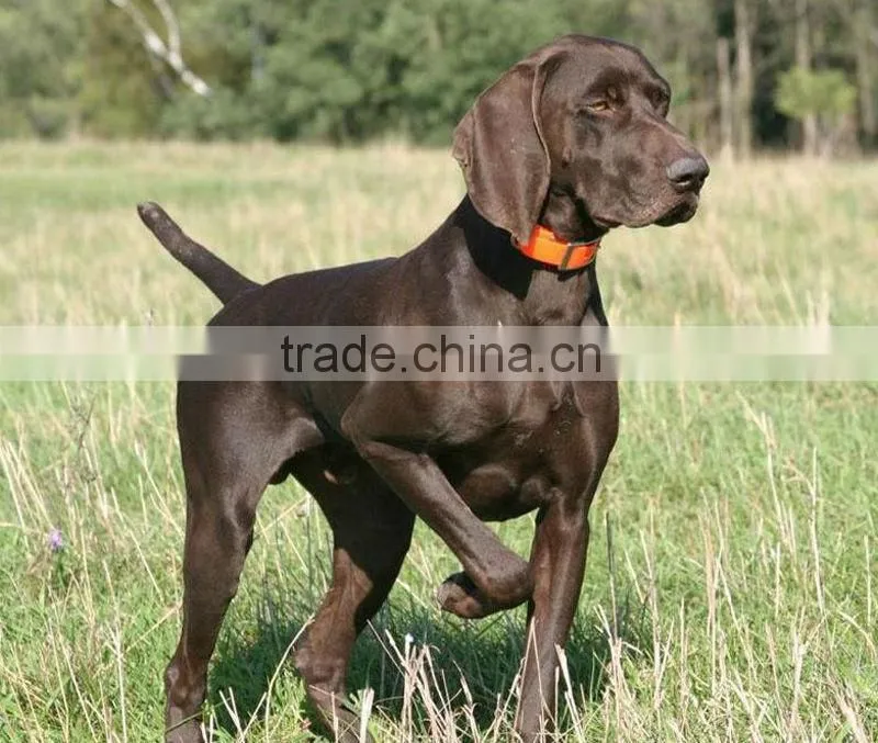 Top hot sale waterproof durable TPU coated webbing dog collar
