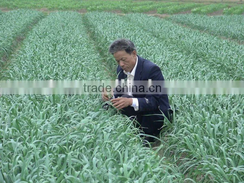 shandong jingxiang fresh garlic