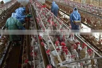 zhenhua chicken breeding cage/Chicken layer cages/ Laying chicken cages