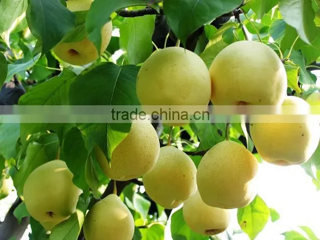 Fresh Shandong Pear 60-70-80 in 15kg Carton