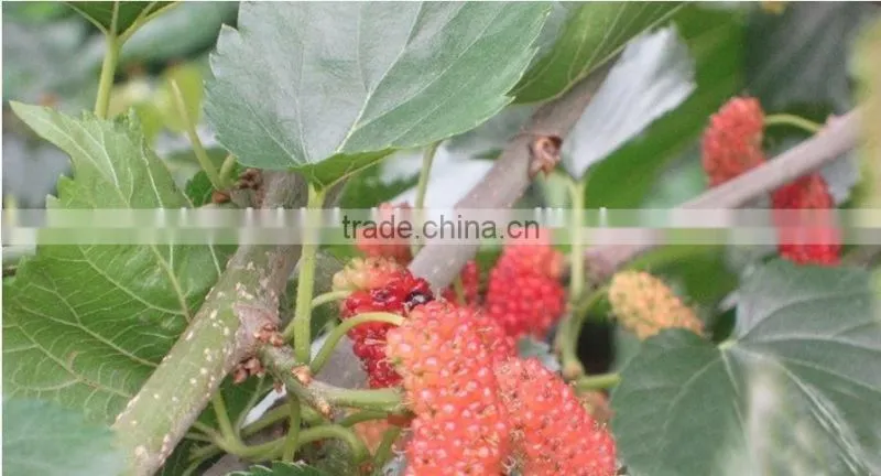 Mulberry tree seedling