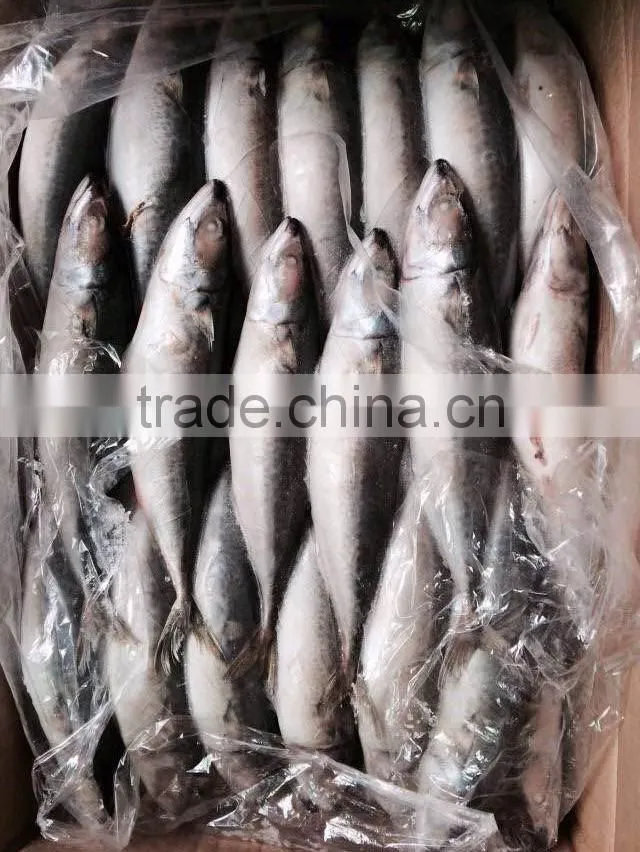 Frozen Mackerel Fish