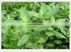 Herba Menthae Powder