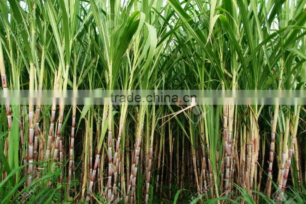 Fresh Sweet Sugarcane from Vietnam/ Sweet Cane Sugar