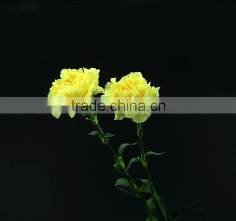 Color Liberty best selling yellow carnation flowers