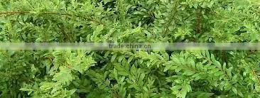 100% Pure Myrtle Oil, GMP / ISO