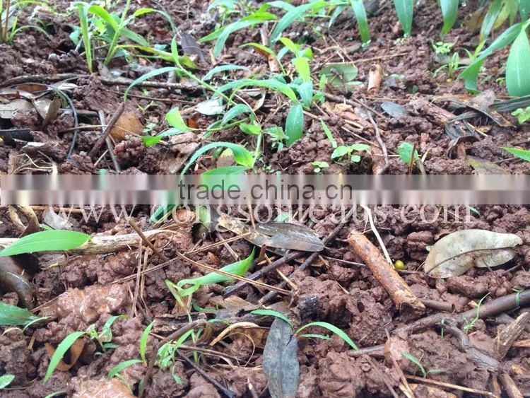 Viet Nam high quality Black tea