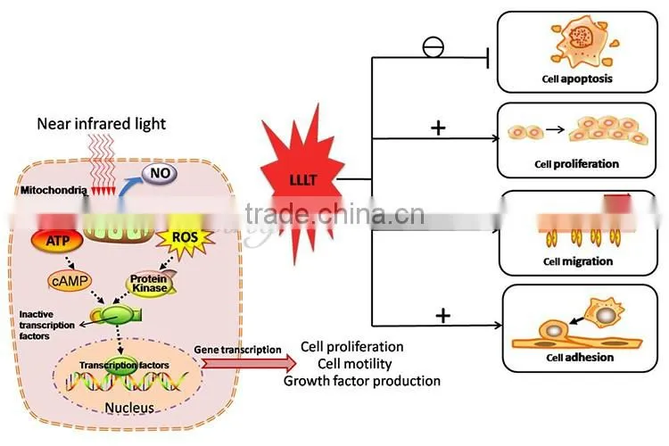 Professional beauty salon Infrared LED Light Therapy For Skin Rejuvenation LED PDT Machine