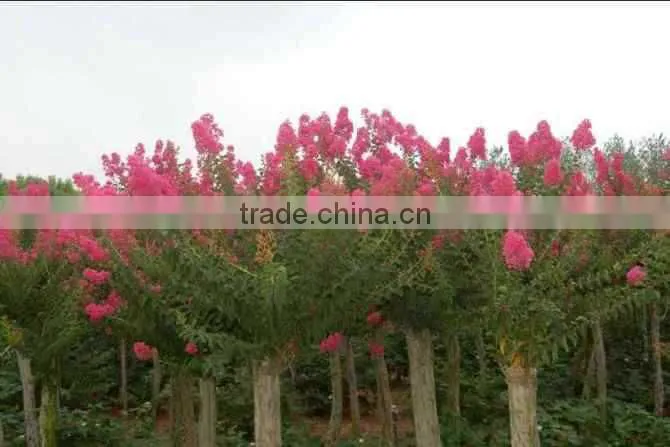 Heirloom Lagerstroemia Crape Myrtlette Crepe Myrtle Dwarf Shrubs Bonsai Red Bulk Seeds