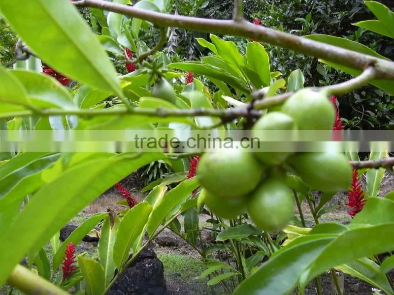 CANANGA JAVA OIL