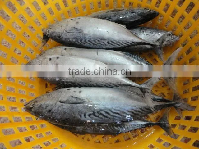 frozen whole round bonito fish