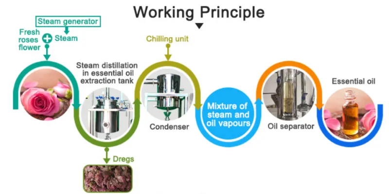 50L Plant Flower Agaric Essential Oil Hydrosol Distiller Distillation Machine Extractor Extraction Machine Extracting Equipment