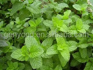 Complete Mint Extract Processing Machine / Mint Juice Processing Plant