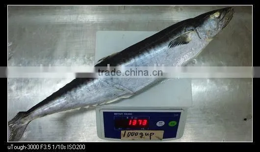 scomberomorus niphonius