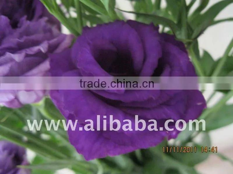 Fresh cut flower eustoma lisianthus