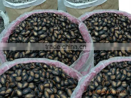 supply Chinese Black Sweet Watermelon Seed in factory