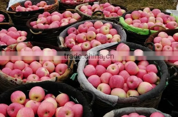 2015 fresh Fuji apple on sale in hot sale season with high quality and lowest price