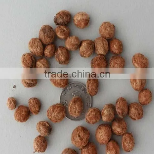 Yang Mei Top Grade Fruit Crops Bayberry Seeds For Sale