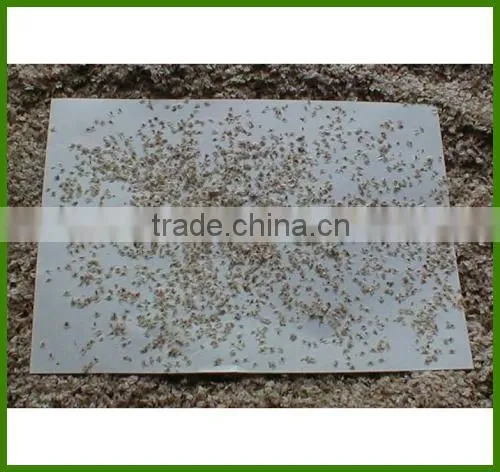 Paulownia tomentosa tree/paulownia flower/royal paulownia flowering tree seeds for sale