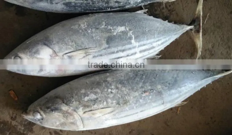 Frozen Skipjack Tuna