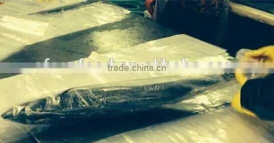 Frozen Trachurus Trachurus 6/8 PCS/KG Horse Mackerel For Export