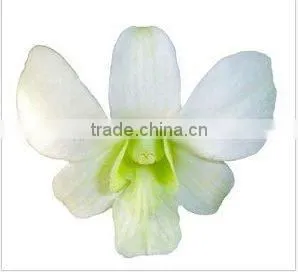Thailand High Quality D-010 Dendrobium Dyed Color Orange Orchid