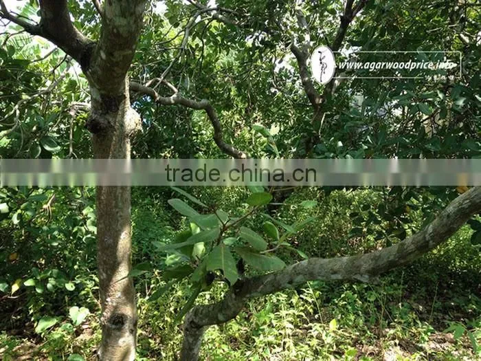 100% Nature from Agarwood Powder / Oud Powder - Nhang Thien JSC