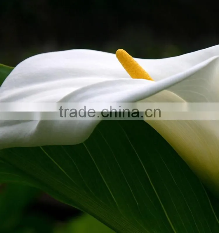 New stylish calla lily flower for decor