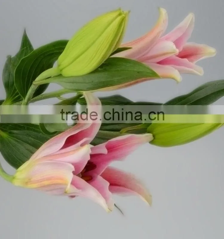Fresh sorbonne wedding decoration lily flower bouquet