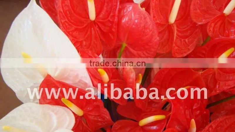 FRESH FLOWER Anthurium