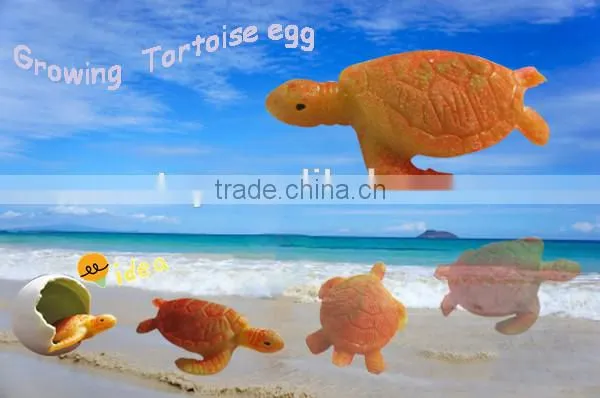 magic growing tortoise eggs expand in water