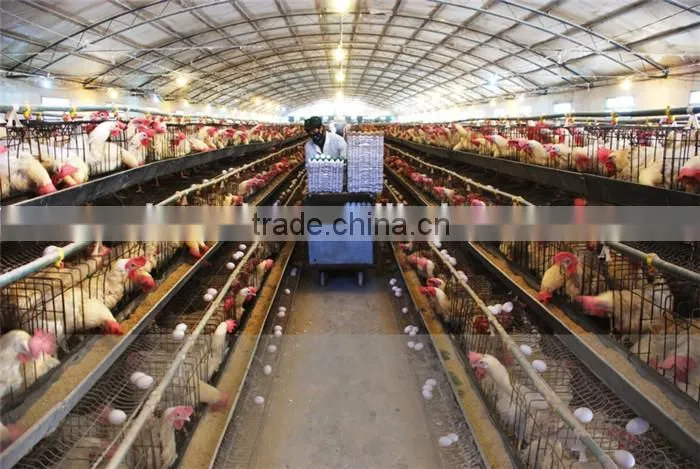 Large / Long span Prefabricated Steel Structure Poultry / Lifestock Buildings