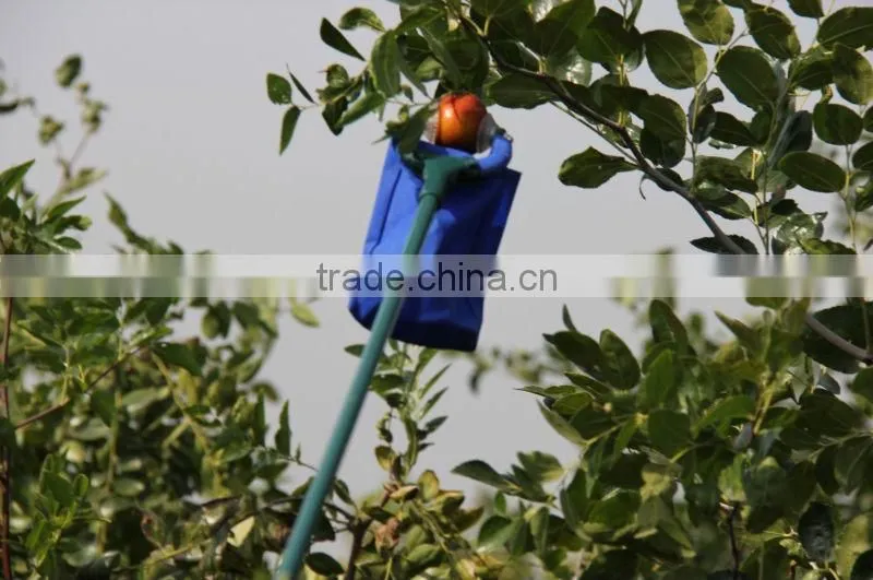 2012 new no pesitiside bulk Qinguan apple