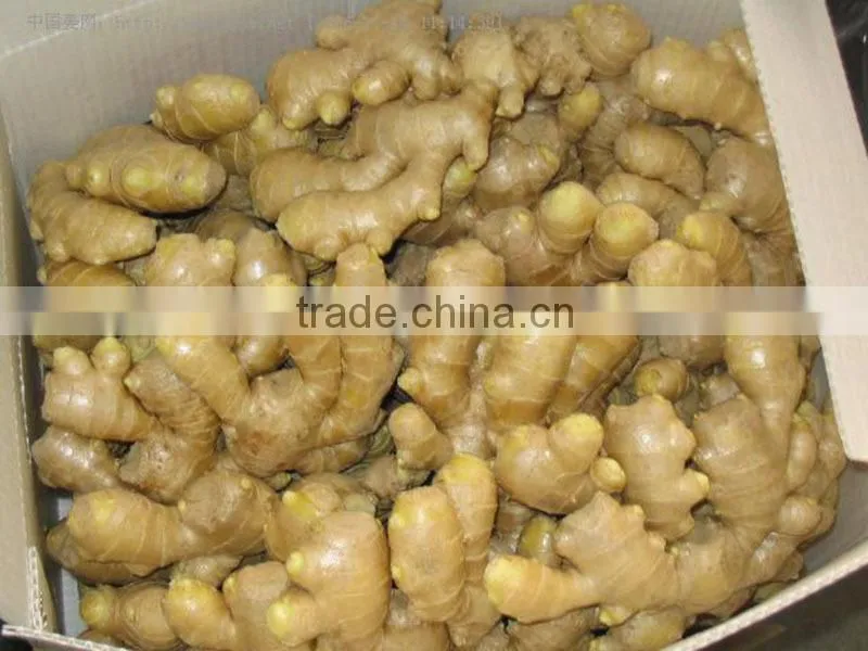 Sand ginger at dried ginger export prices